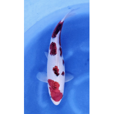 KGE.49 GOROMO KGE.49 GOROMO